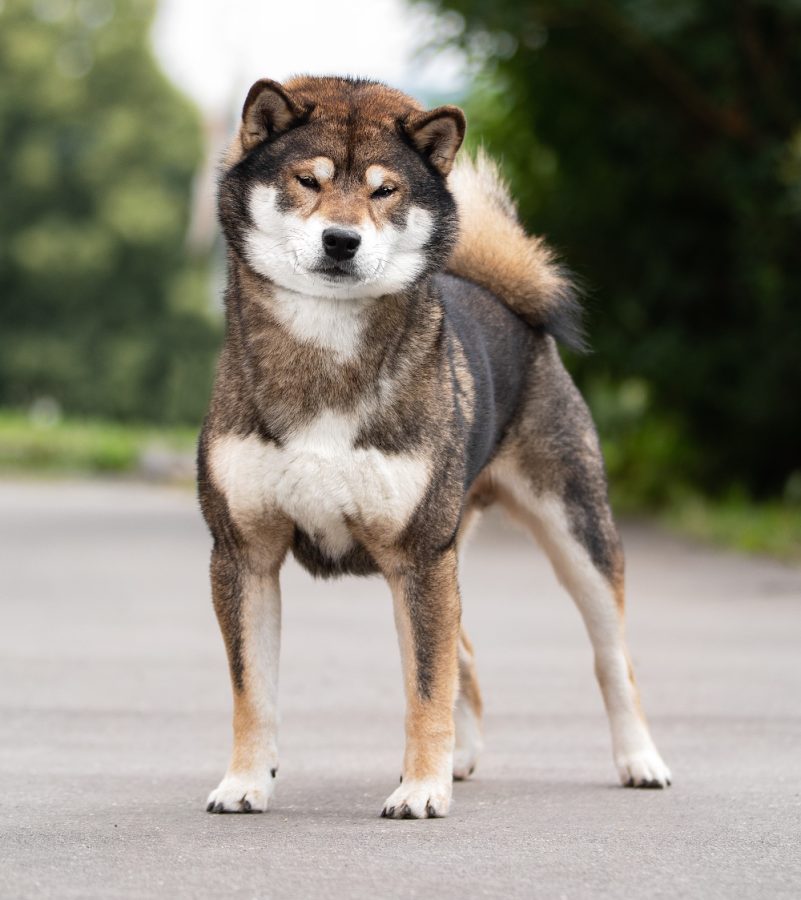 Nippon’Aï Ren Shiro Go