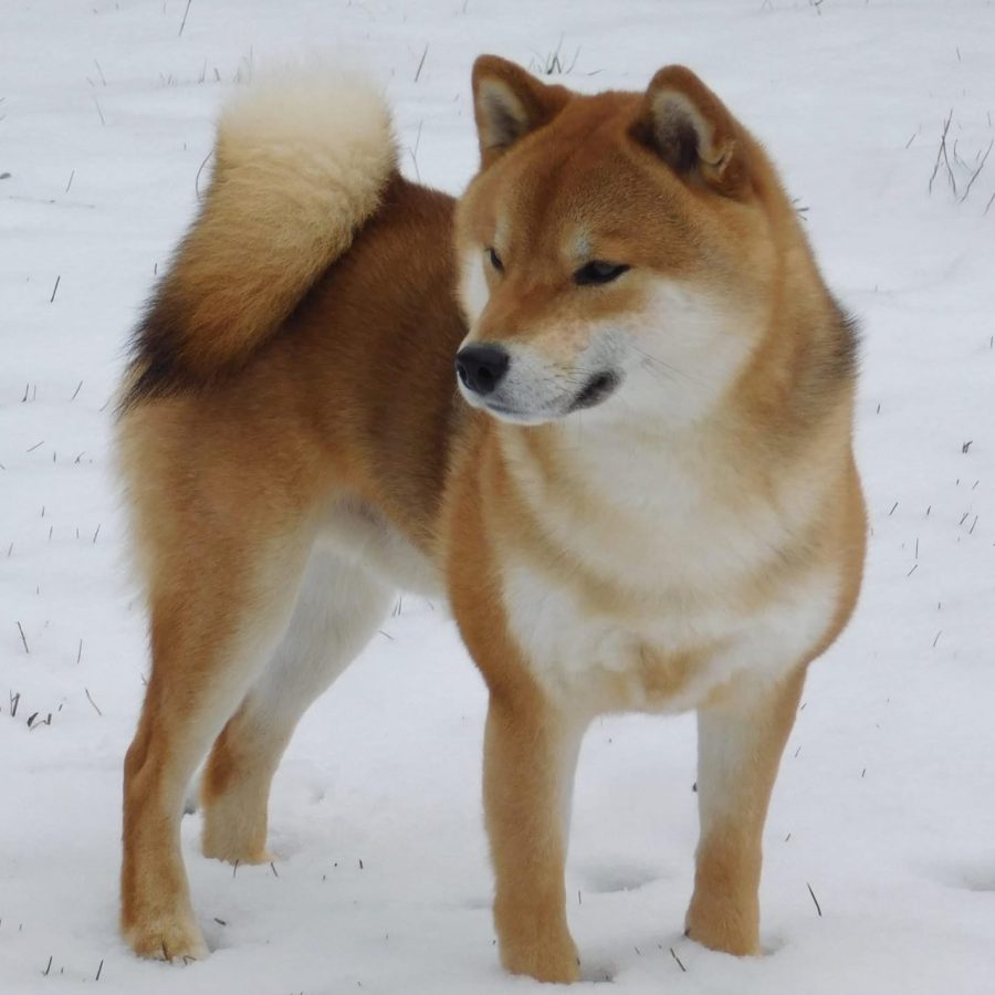 Kawa No Ko Rr Maximus