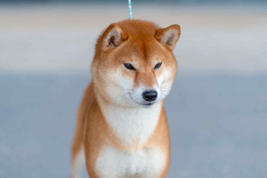Berkana Pride Rika