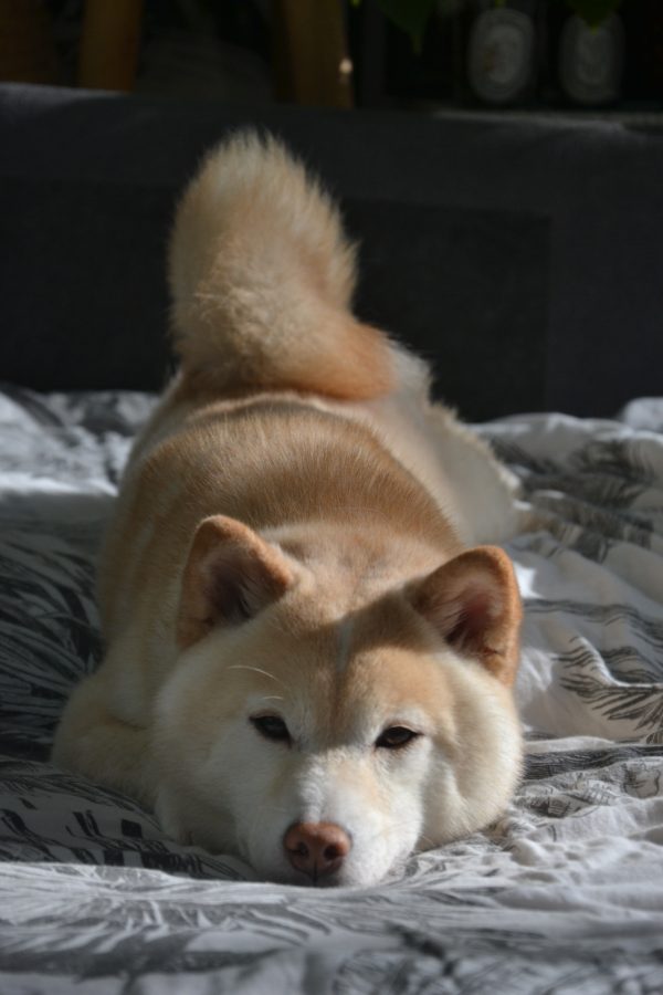 Uchuu Go Tsuki To Yama