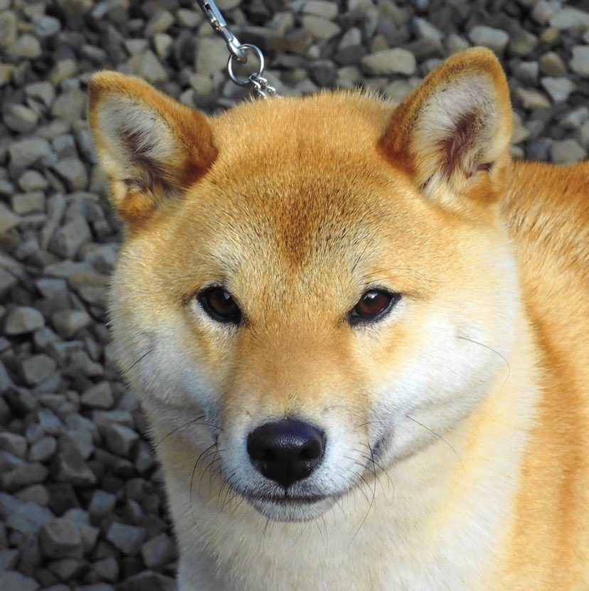 Kawakono Chisana Pinattsu