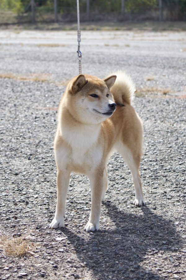 Uchuu Seiun de La nouvelle aube