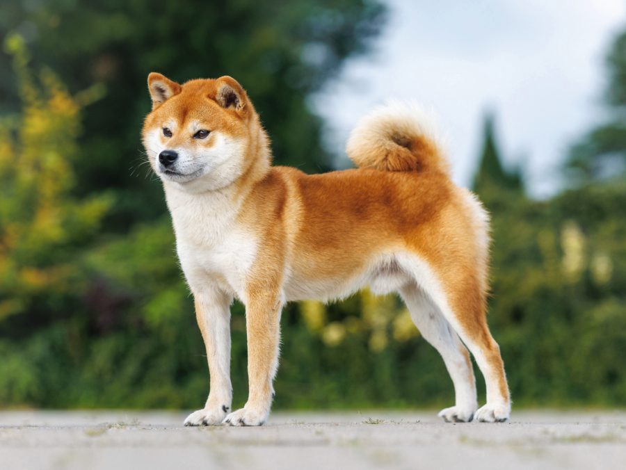 Jukomaru Go Kosiwa Jp