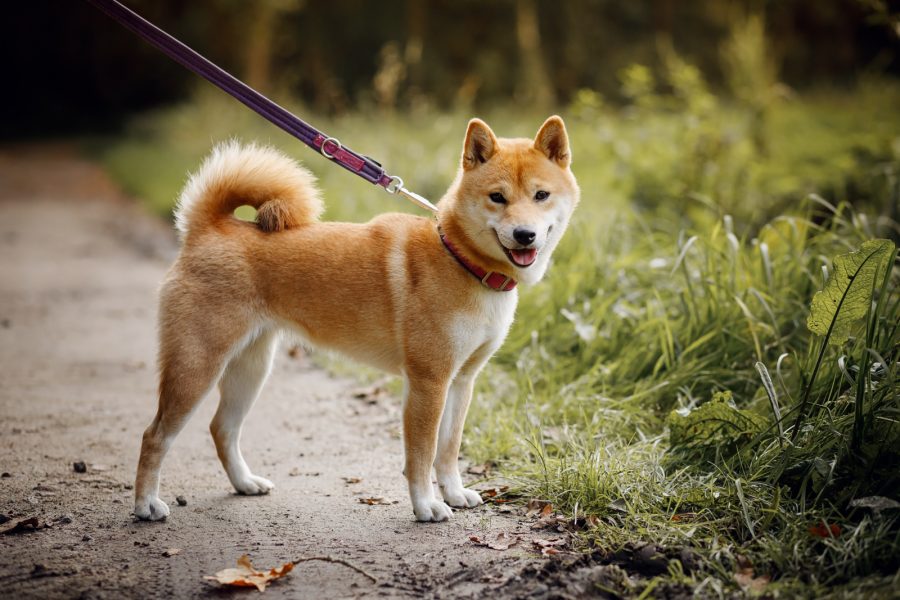 Benihime no Inari go Ayamorisou