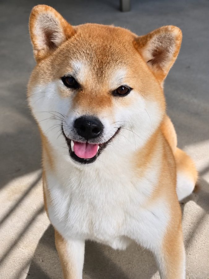 Hatsushiba Raiga Kiyori Ni No Lacsar