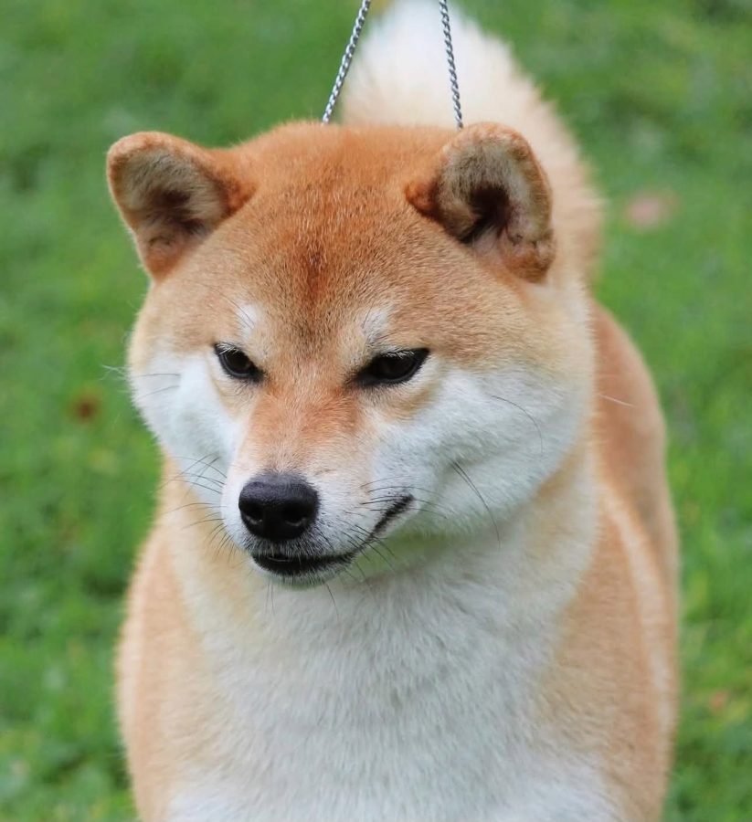 Hatsushiba Raiga Kiyori Ni No Lacsar
