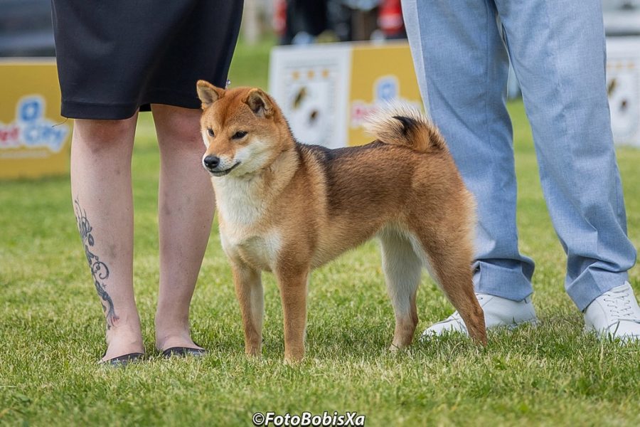 Erkkertin Fuyuhime