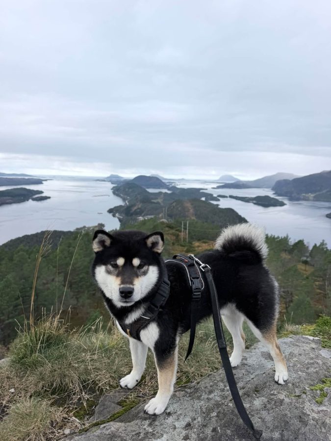 Ares av Veaheimen