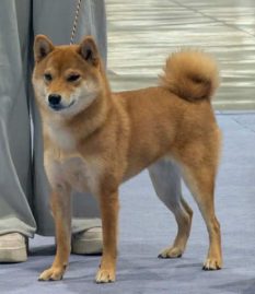Muryokusho Ame Ni Saku Koi