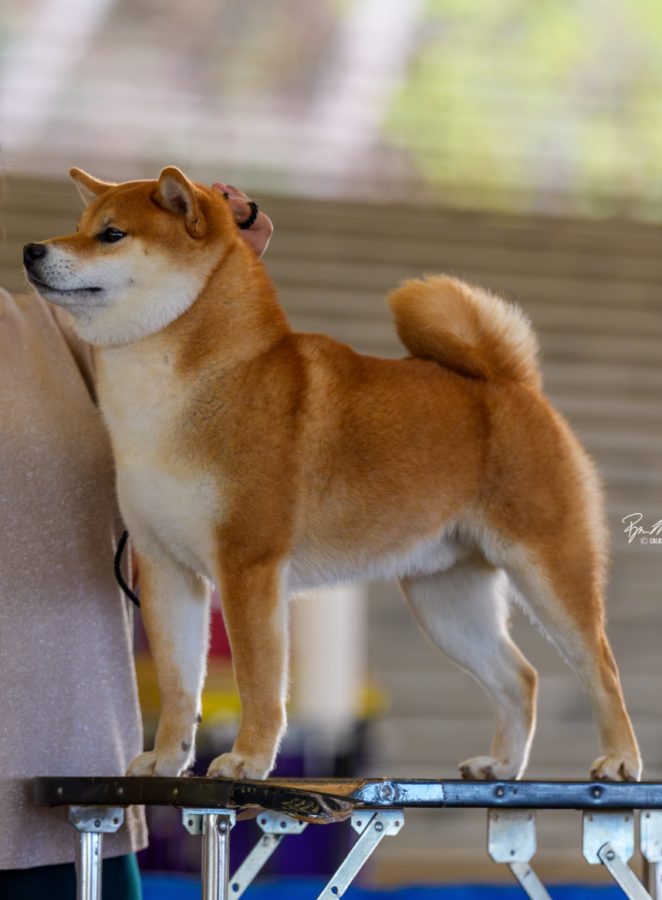Deikin-Goro Northern Baby