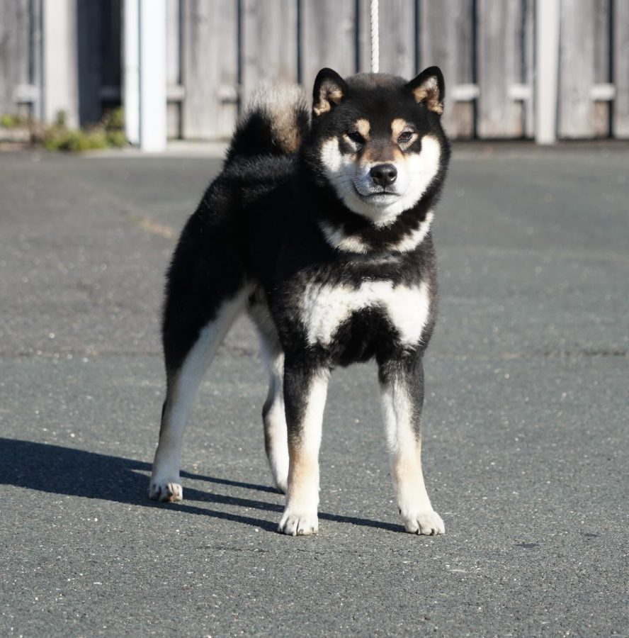 Sumiichi Go Shikoku Suehiroan