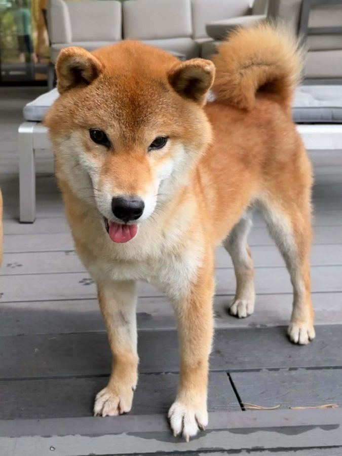 Daishin Go Kosiwa Jp