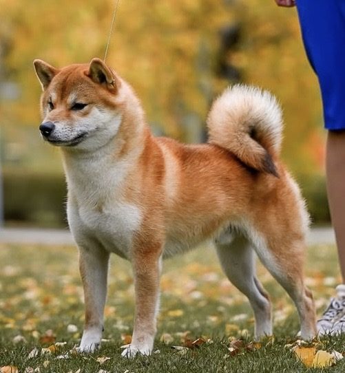 Nik Majestic Massaki