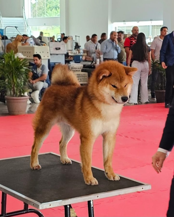 Kyoshi Sou Nihon Ken Of Prodigus Canis