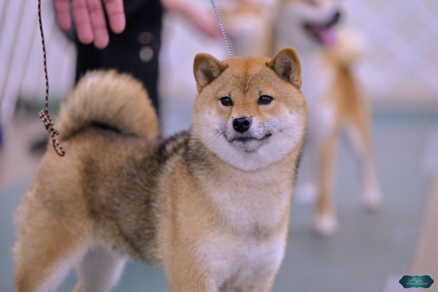 Nezuko Honovi Shiba
