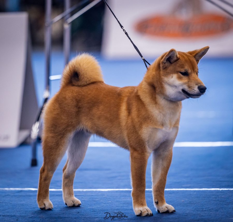 Eiji vom hundecampus