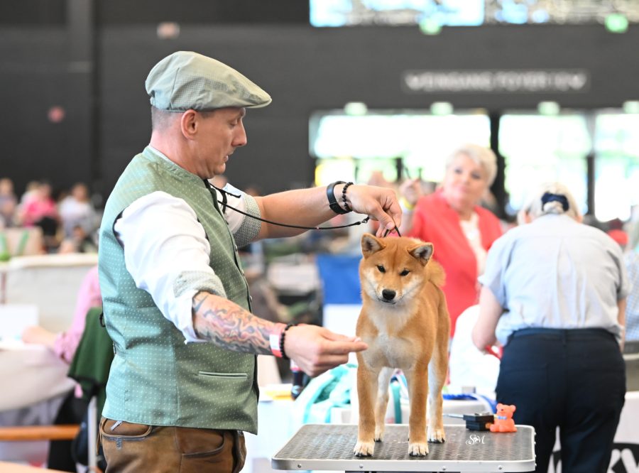 Eiji vom hundecampus