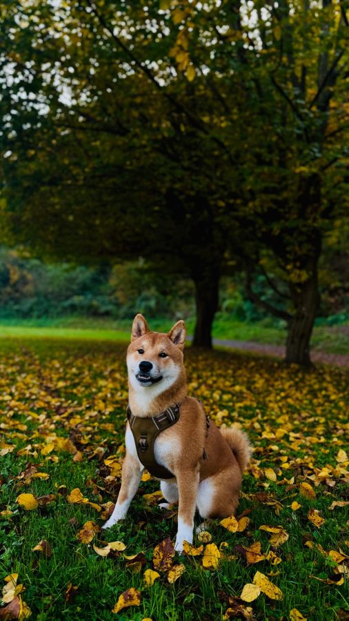 Eien vom hundecampus