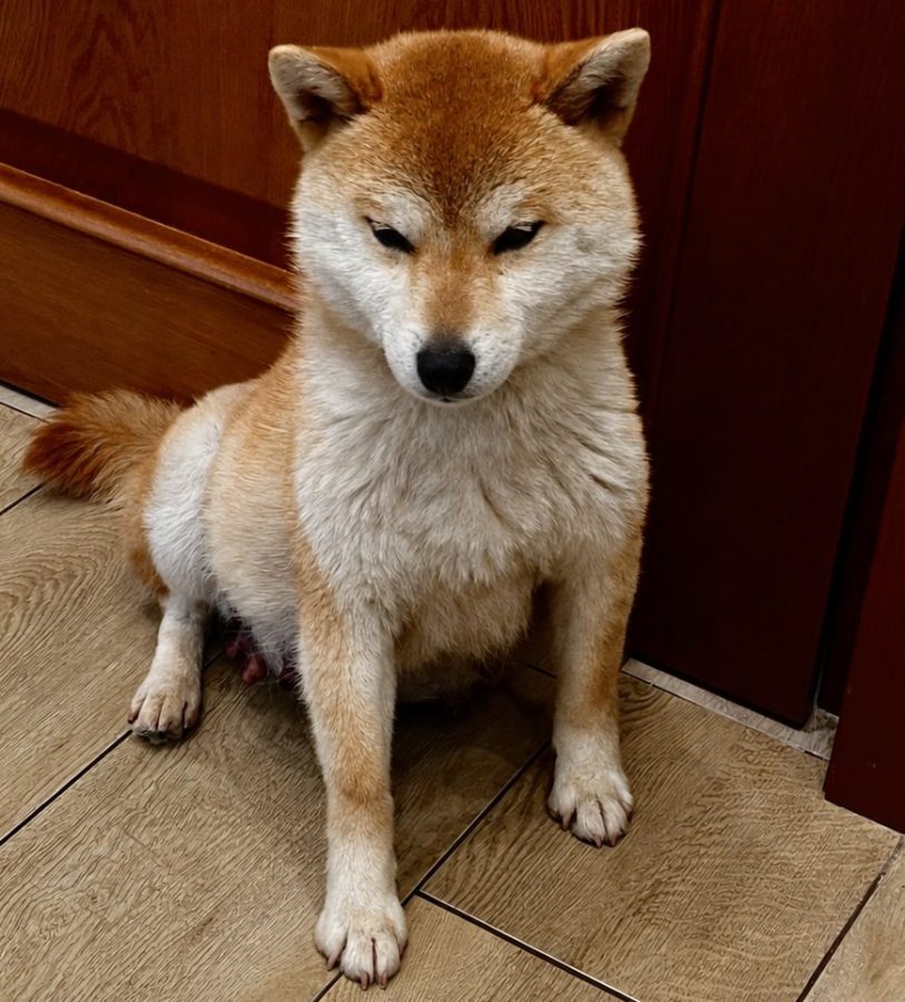 Kirey Kazoku Tanuki