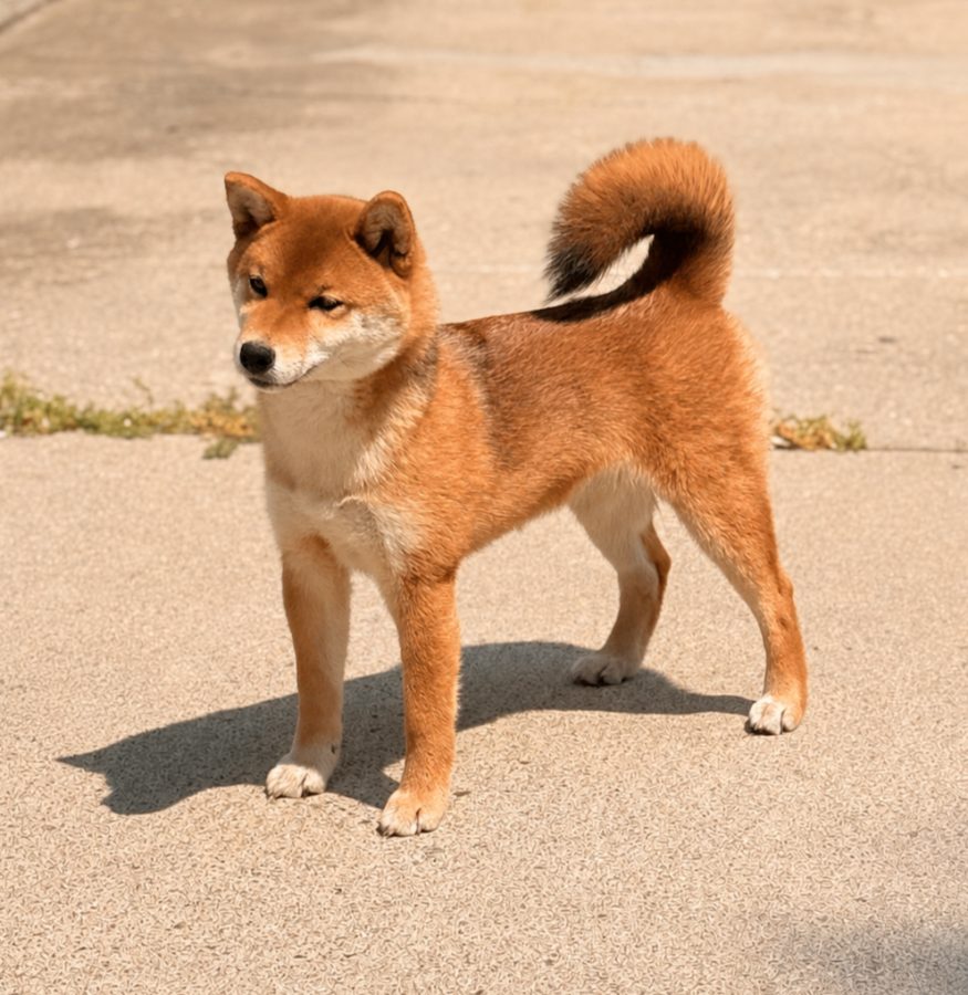 Diwasou Raikou No Tora at Tobitatsu