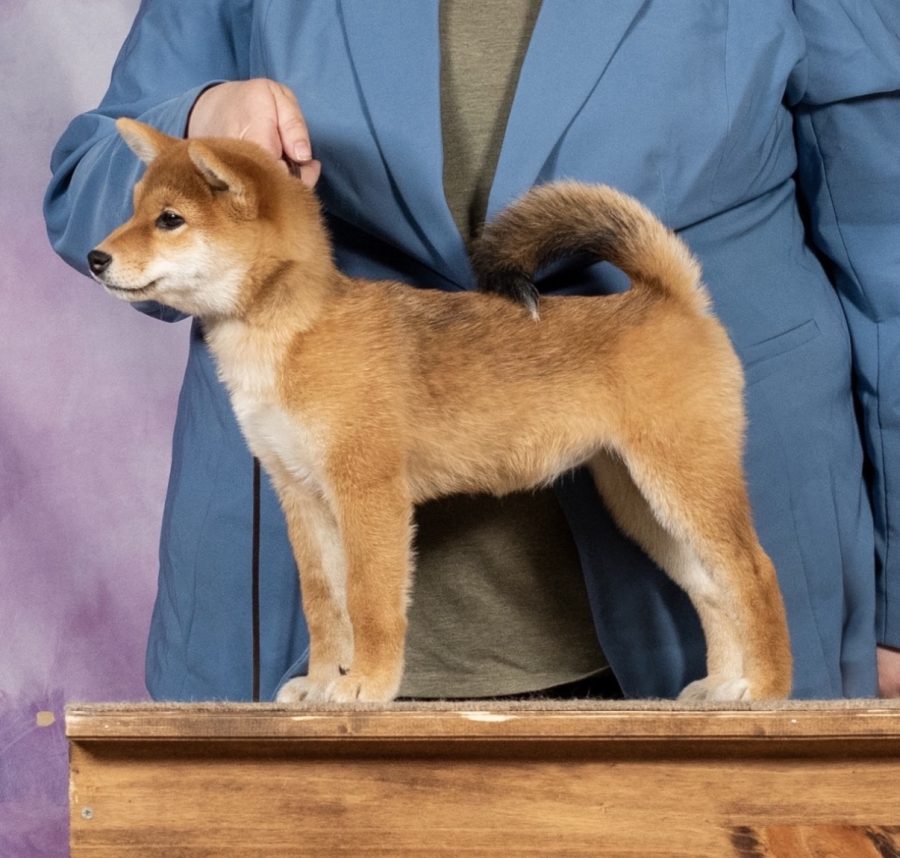 Diwasou Raikou No Tora at Tobitatsu