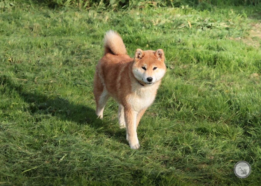 Ame No Akahime Du Bois De Compiegne