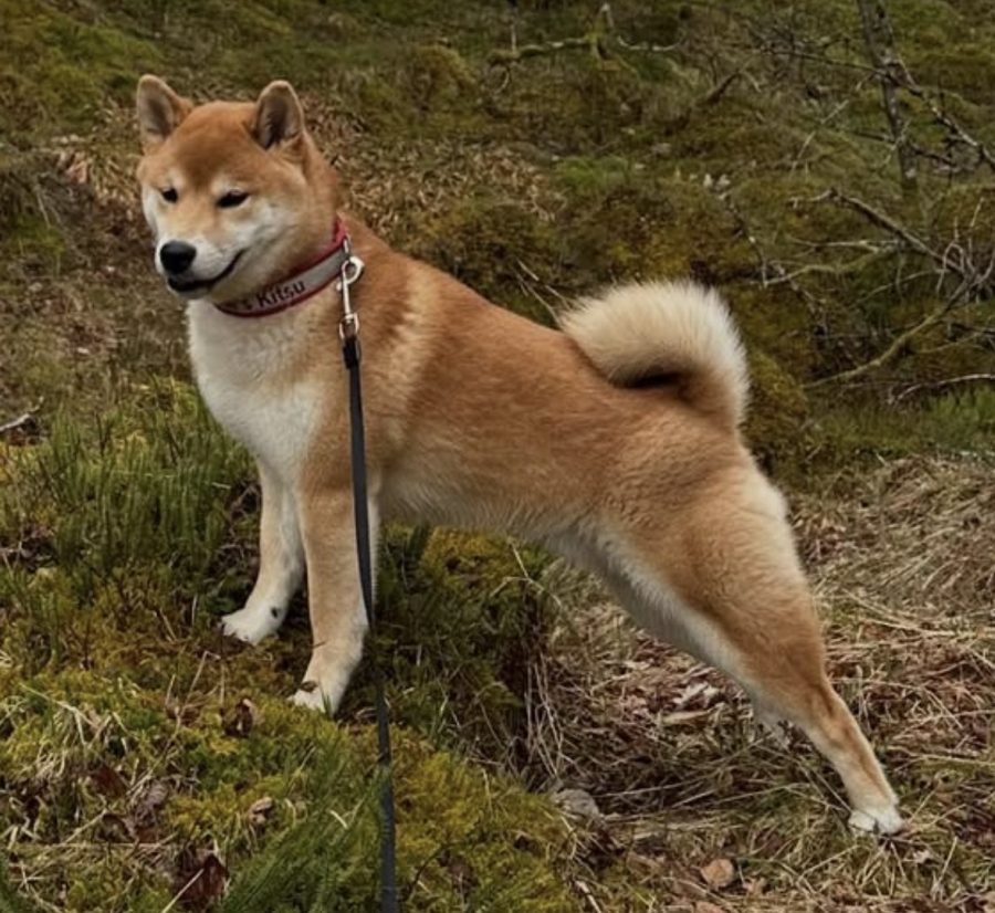 Enryuu av Enerhaugen