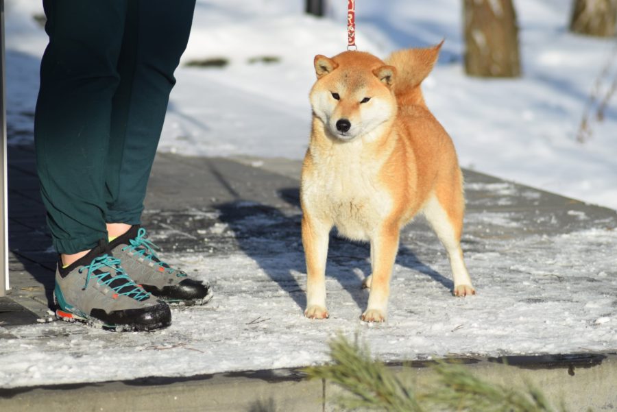 Keiko Go Buziaczek FCI