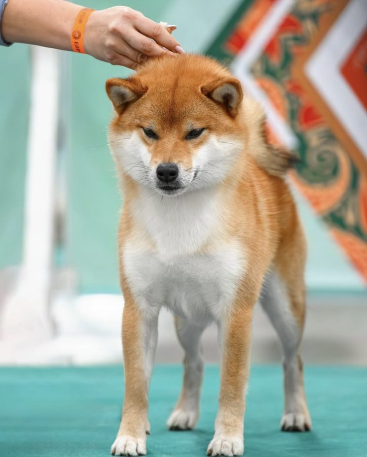 Momiji Chiba Ryuumaru