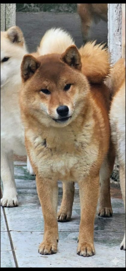 Hamaguchi So Nihon Ken Of Prodigus Canis