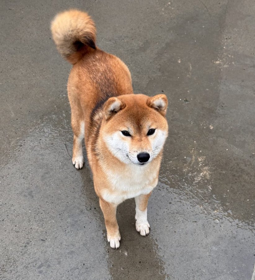 A'Raika Go Sakura Kensha