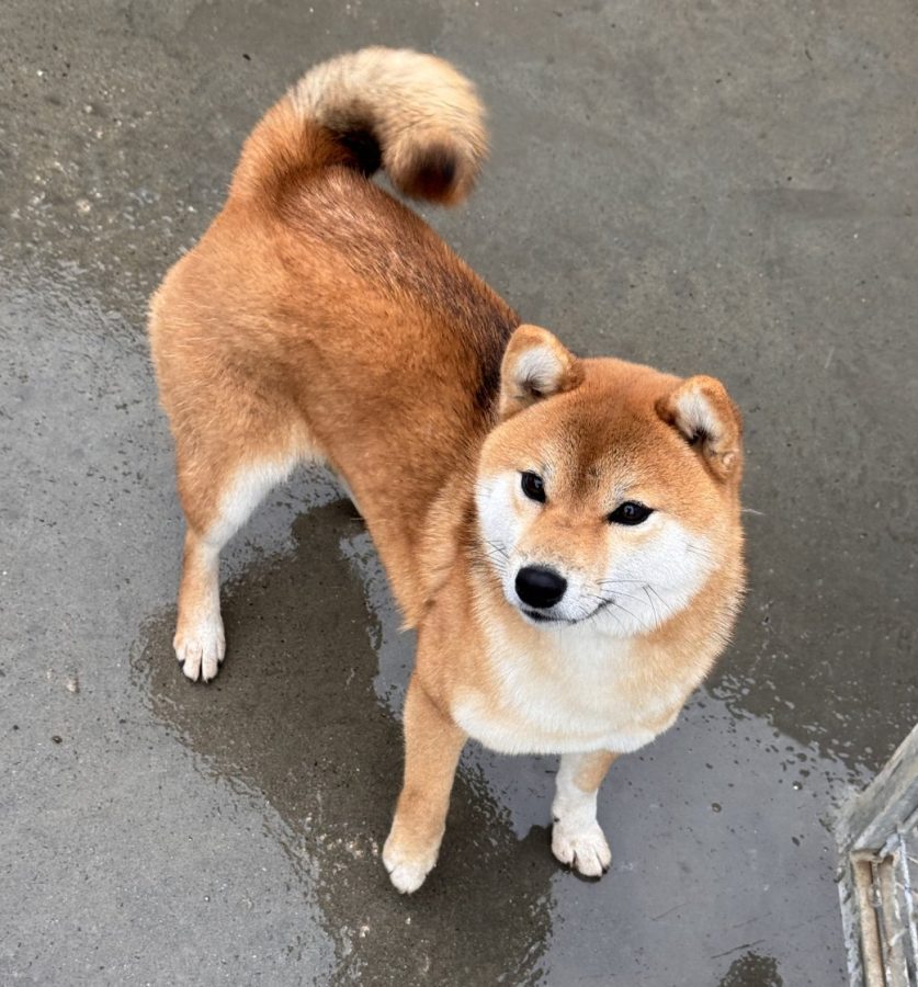 A'Raika Go Sakura Kensha