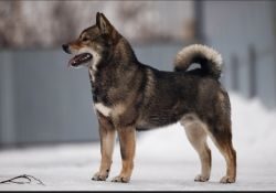 Legenda Arden Ganken Biso
