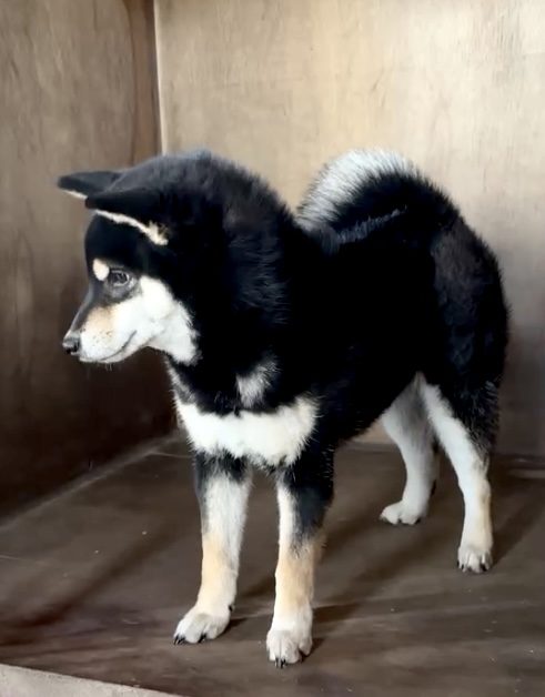 Koki Go Misawa Ichiryoso