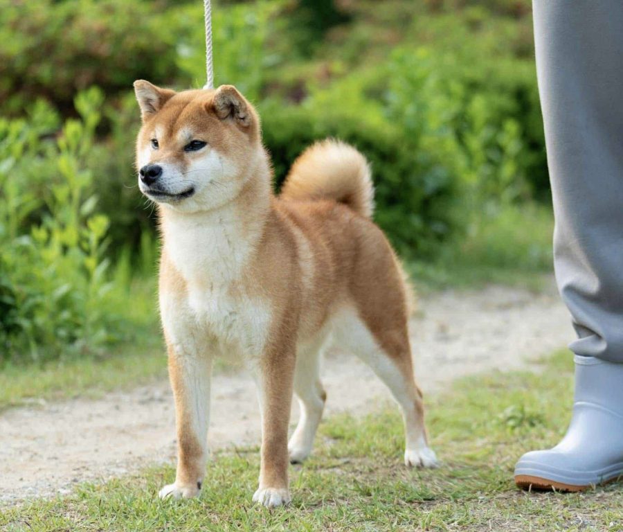 Inishie No Ryuka Go Bangaichisou