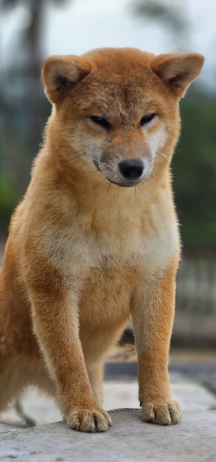 Shigahara Go Kotei Ex Prodigus Canis