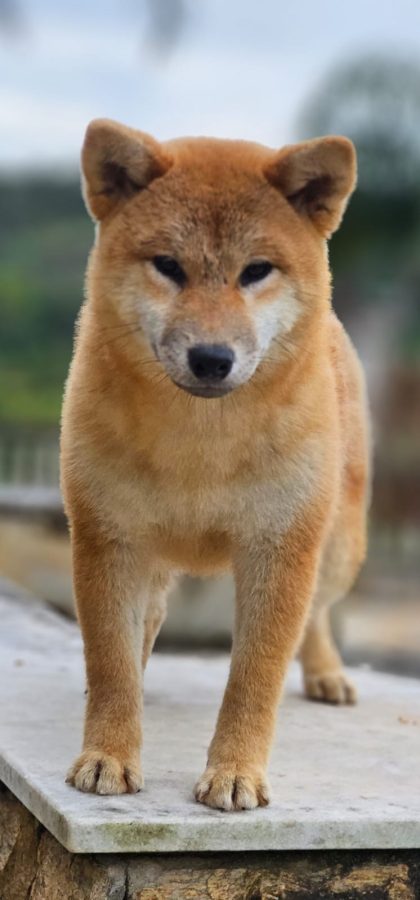 Shigahara Go Kotei Ex Prodigus Canis