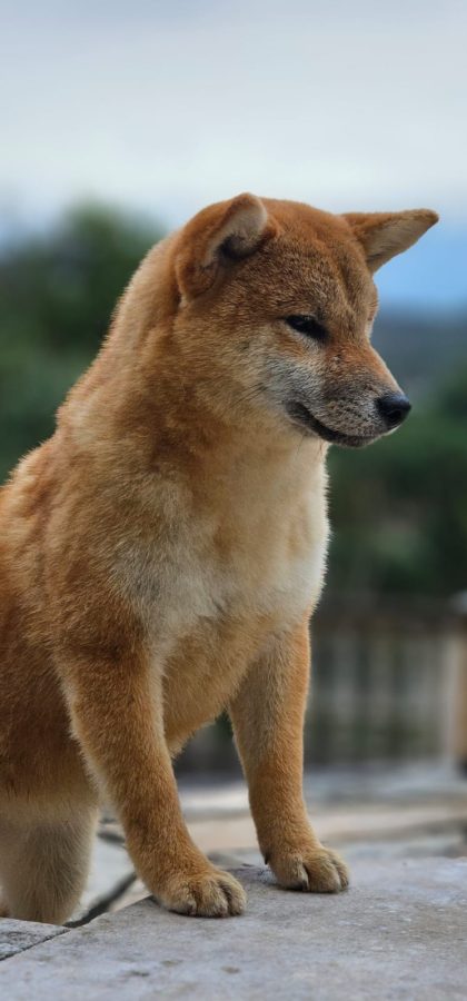 Shigahara Go Kotei Ex Prodigus Canis