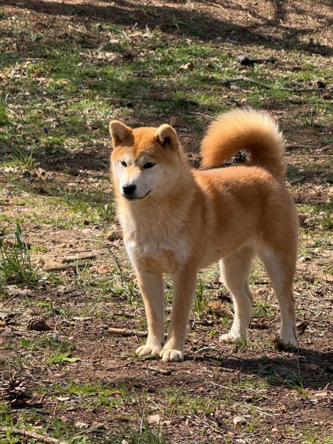Ayumi du Bois de Compiègne