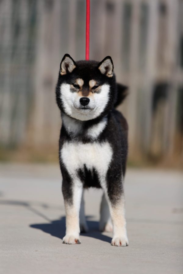 Yuki Go Wataky Kensha