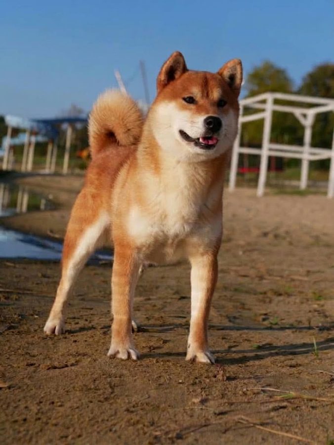 Fukuryumaru Go Beniookamisou