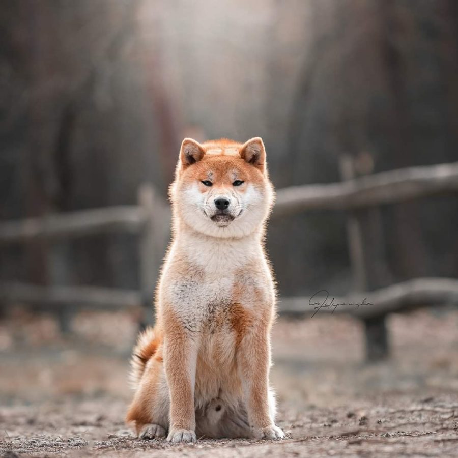 Delen Solar Osamu