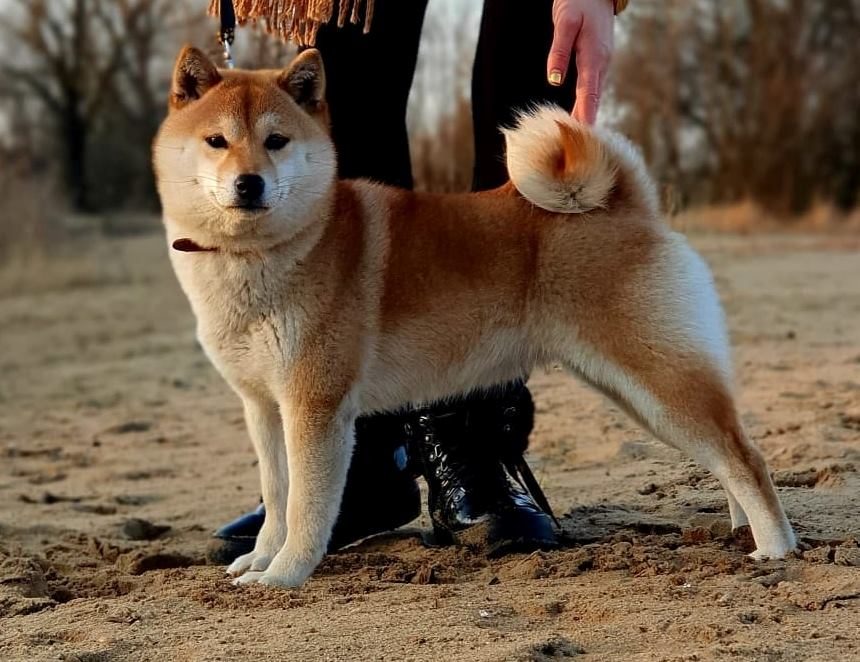 Hessi Prangedogs
