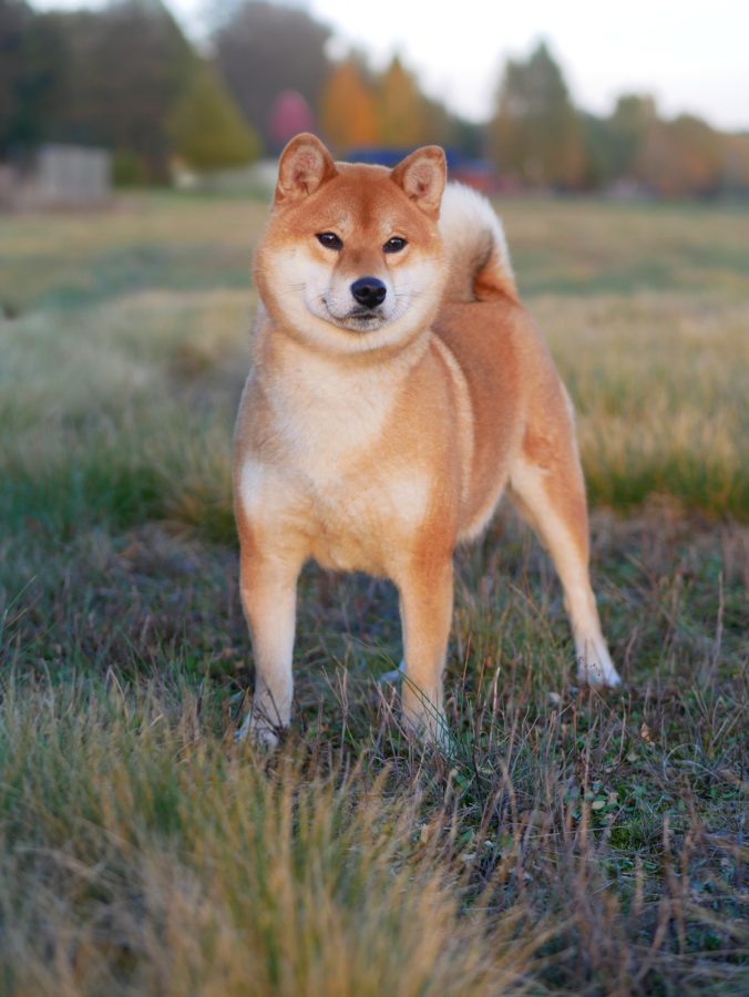 Tsuki Go Buziaczek
