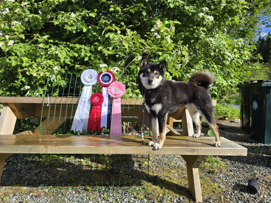 Ashiato Inu's Omi