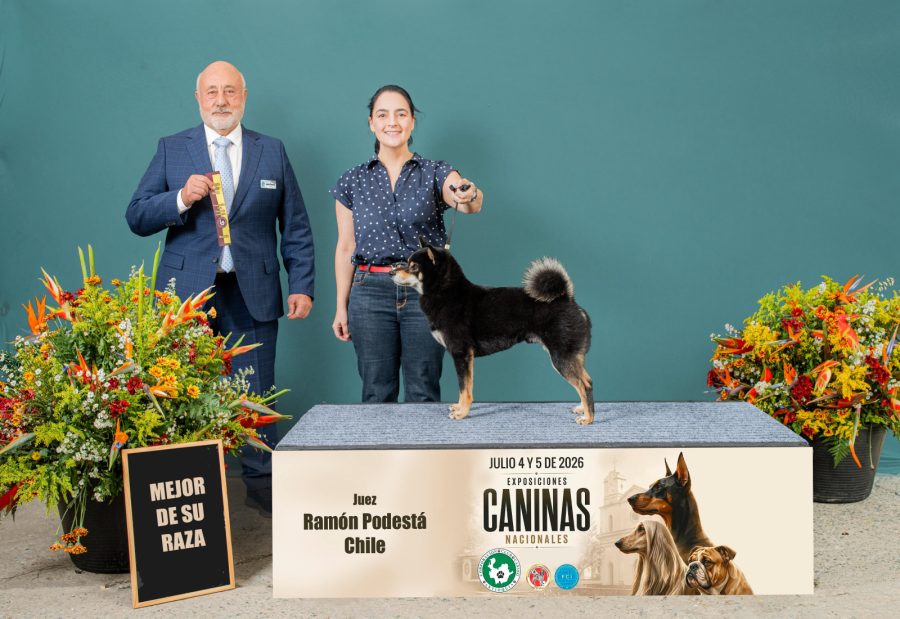 Kogui de Yama Inu Kennel