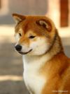 Handzimemesite Eiken