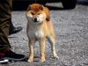 Inishie No Ranshuu Go Bangaichisou