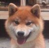 Amaki No Setsurin Go Kurashiki Nishisou