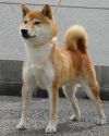 Kibi No Aoiryuu Go Kibi Ogurasou